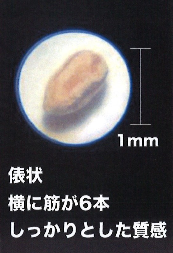 早期発見のカギとなるのが、アメカン特有の『フン』と『ハネアリ』です。